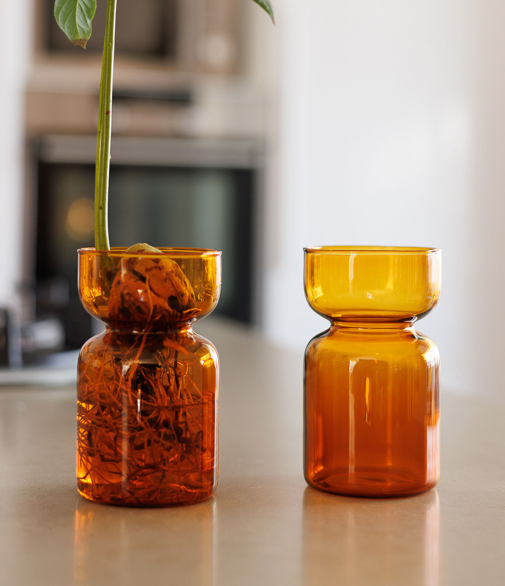 כלי זכוכית להשרשת צמחים