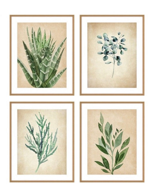 תמונה בוטניקה